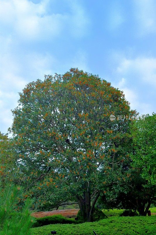 桂花/香橄榄/甜茶花